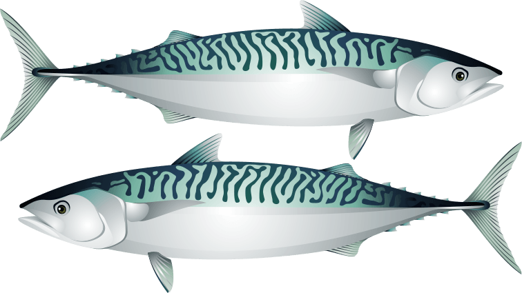 Image - 2 Mackerel
