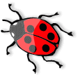 Graphic: Ladybird