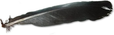 Image : Feather